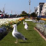 Möwen an der Strandpromenade von Eastbourne