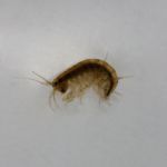 Bachflohkrebs (Gammarus pulex)