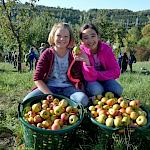 Apfelernte zur Saftproduktion auf unserer Streuobstwiese